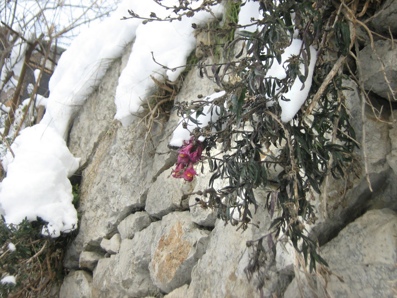 Image of Antirrhinum majus specimen.