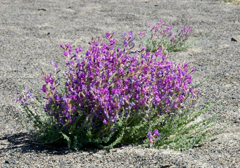 Изображение особи Oxytropis mongolica.