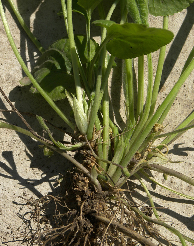 Image of Viola suavis specimen.