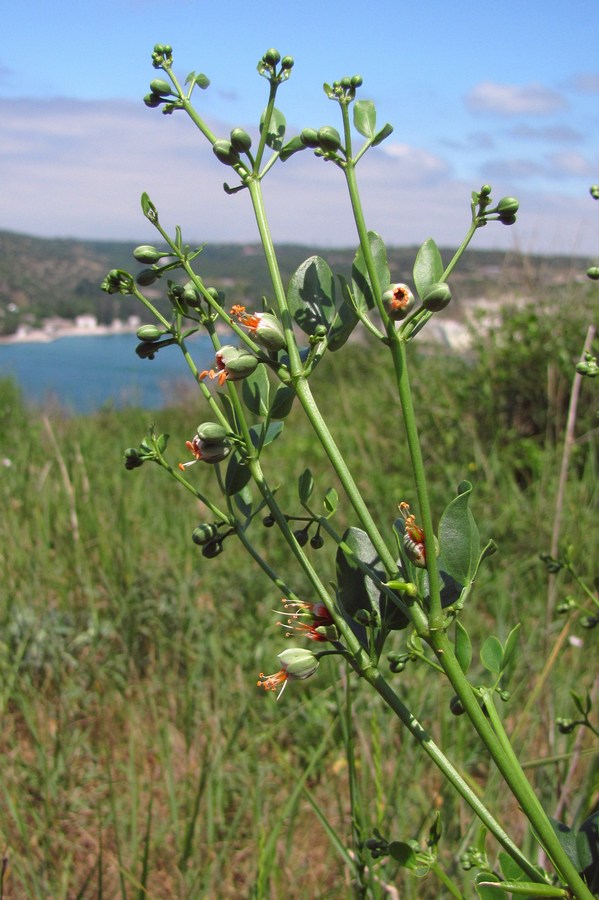 Image of Zygophyllum fabago specimen.