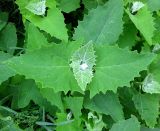 Atriplex sagittata