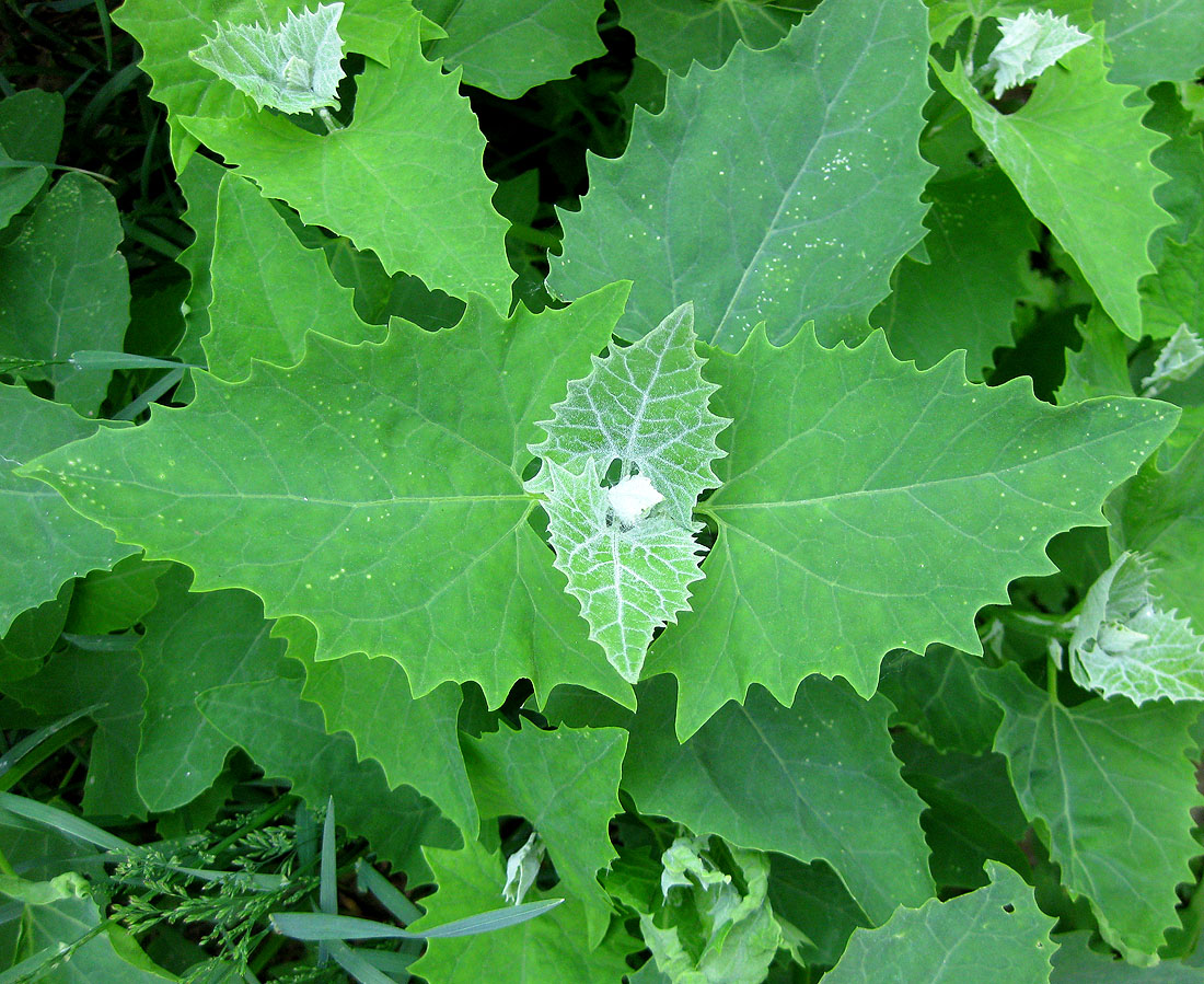 Image of Atriplex sagittata specimen.