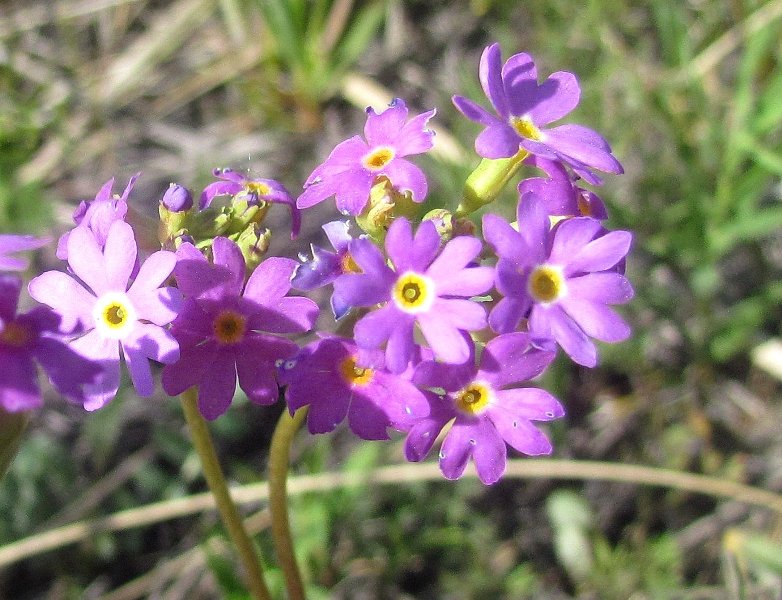 Image of Primula longiscapa specimen.