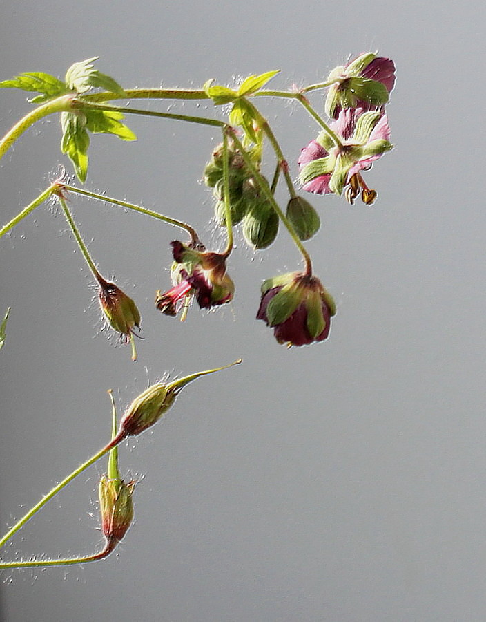 Image of Geranium phaeum specimen.