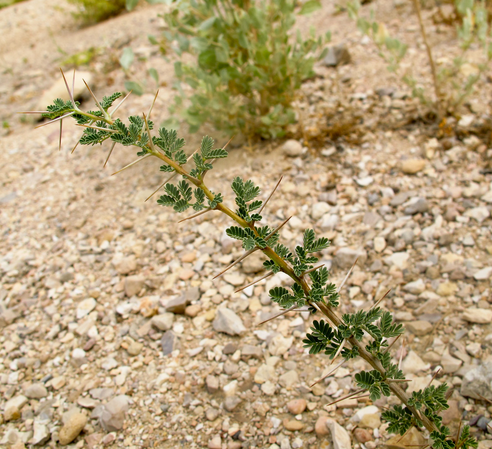 Image of Vachellia tortilis ssp. raddiana specimen.