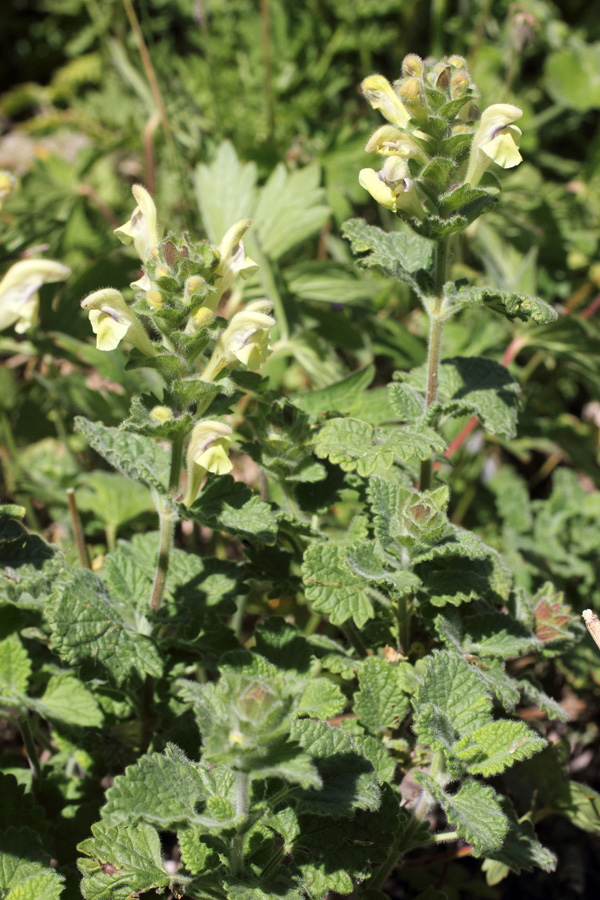 Image of Scutellaria cordifrons specimen.