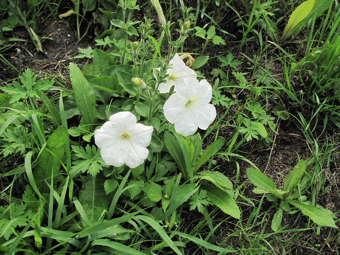 Image of Petunia &times; atkinsiana specimen.