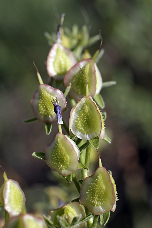 Image of Rindera echinata specimen.