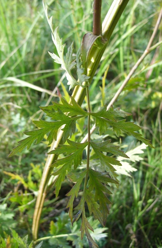 Image of Seseli libanotis specimen.