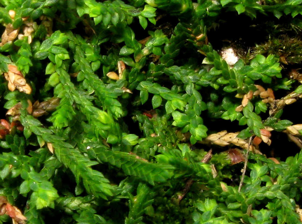 Изображение особи Selaginella borealis.