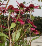 Echinacea purpurea