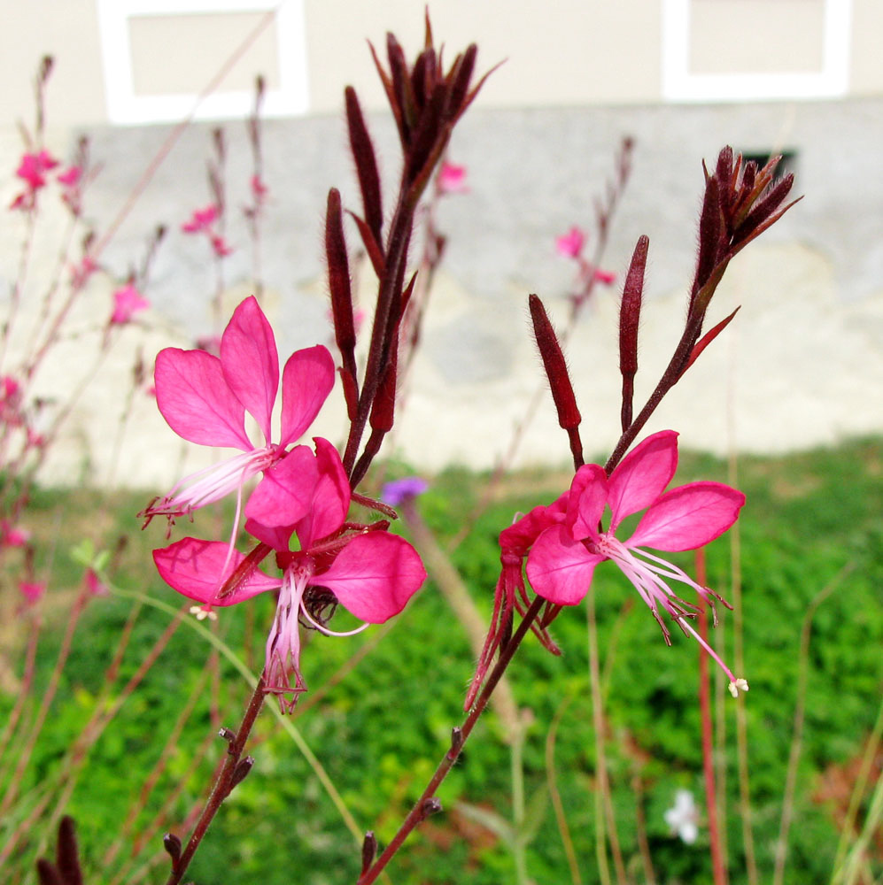 Изображение особи Gaura lindheimeri.