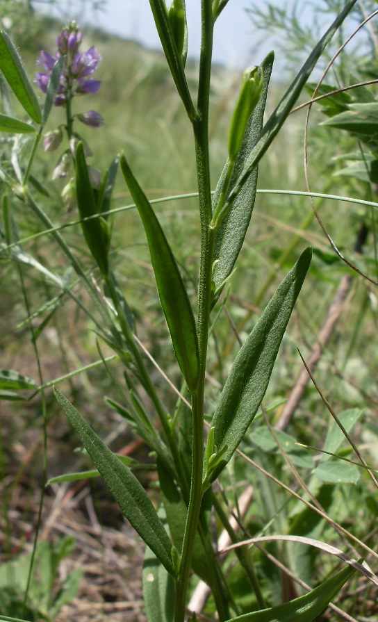 Image of Polygala comosa specimen.