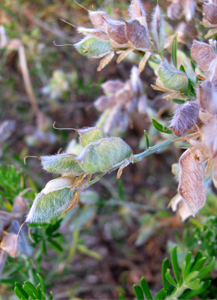 Image of genus Genista specimen.