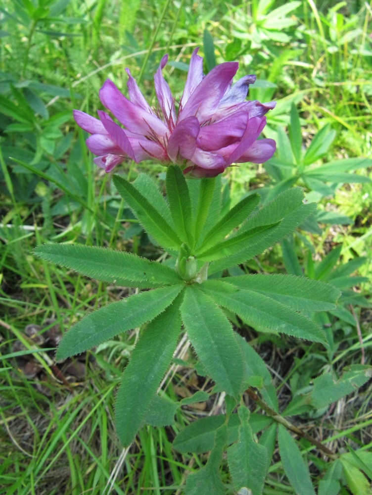 Image of Trifolium lupinaster specimen.