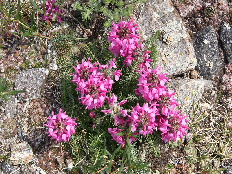 Изображение особи Pedicularis rubens.