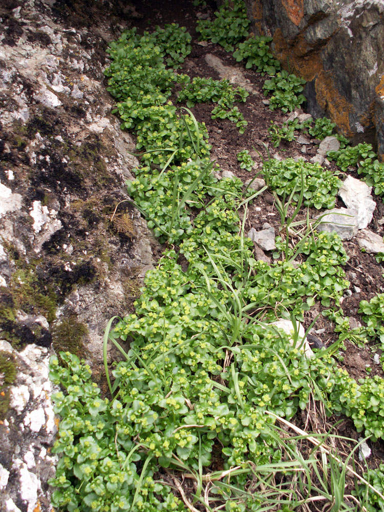 Image of Chrysosplenium thianschanicum specimen.