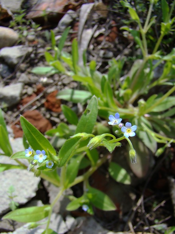 Изображение особи Myosotis sparsiflora.