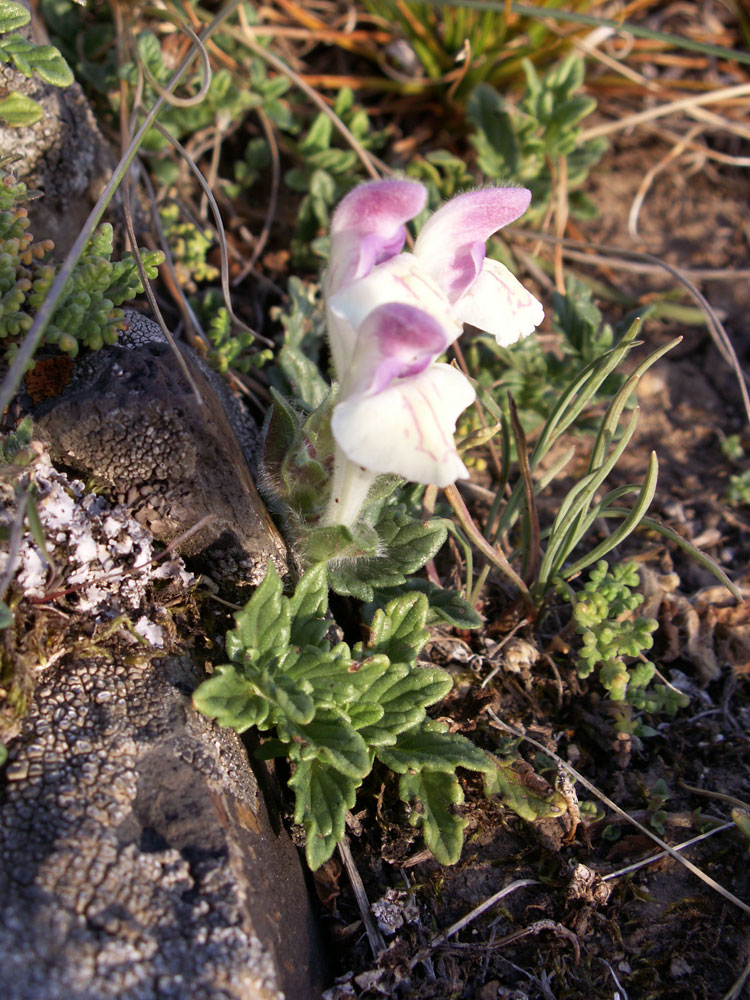 Изображение особи Scutellaria oligodonta.