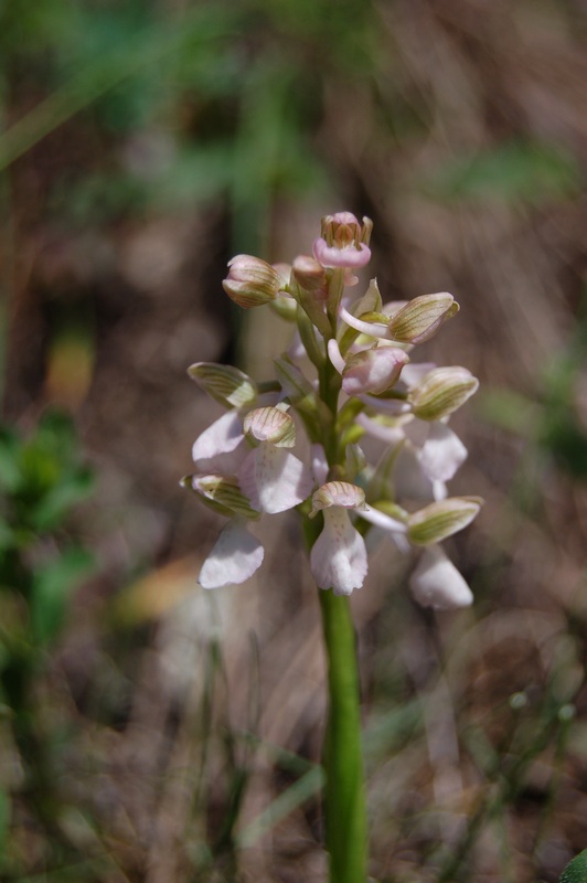 Изображение особи Anacamptis morio ssp. caucasica.