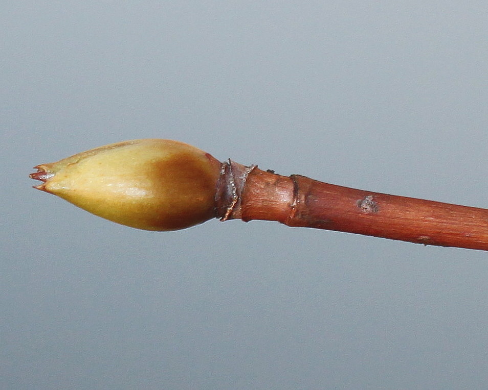 Image of Hydrangea petiolaris specimen.