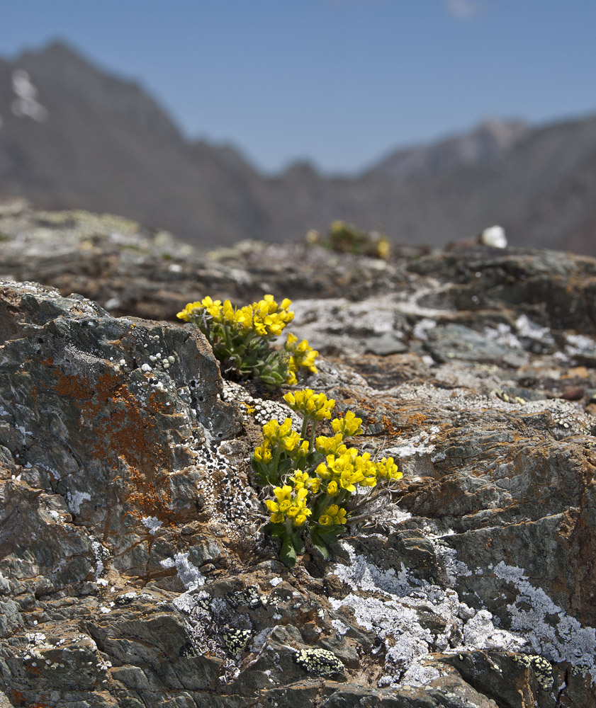 Image of Draba oreades specimen.