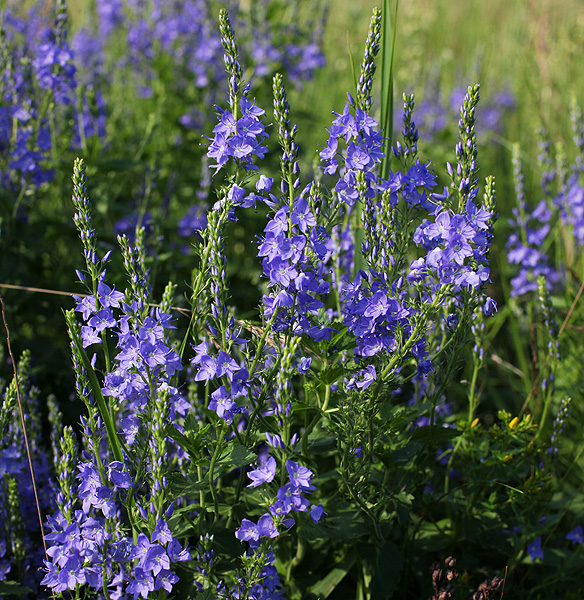 Image of Veronica teucrium specimen.