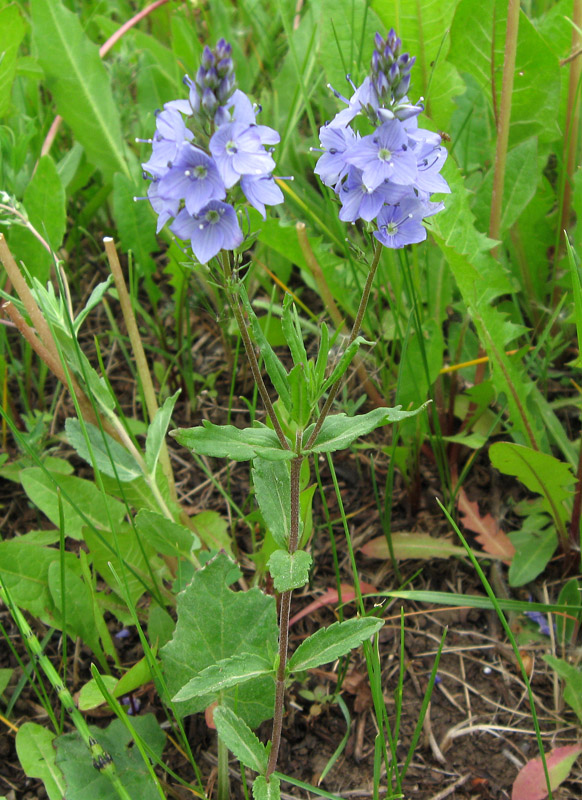 Image of Veronica prostrata specimen.