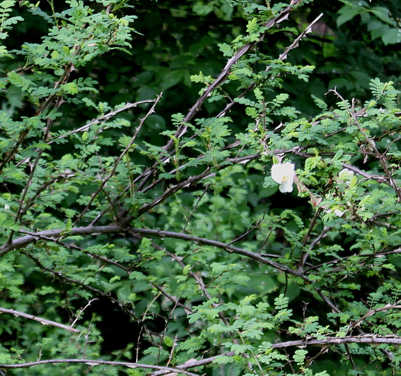 Image of Rosa omeiensis f. pteracantha specimen.