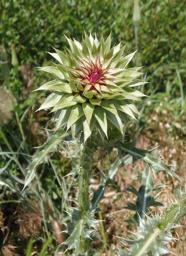 Image of Carduus thoermeri specimen.