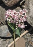 Cynanchum acutum. Соцветие. Крым, южный берег, заказник \"Канака\", берег моря. 2 июня 2013 г.