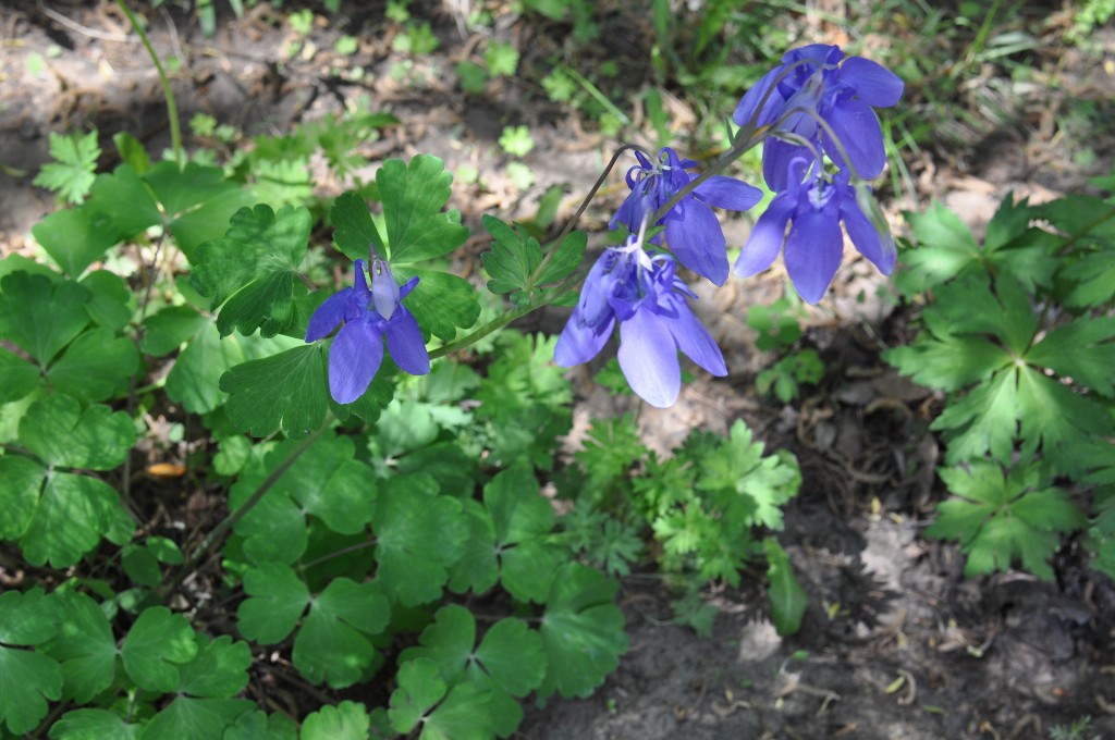 Image of Aquilegia sibirica specimen.