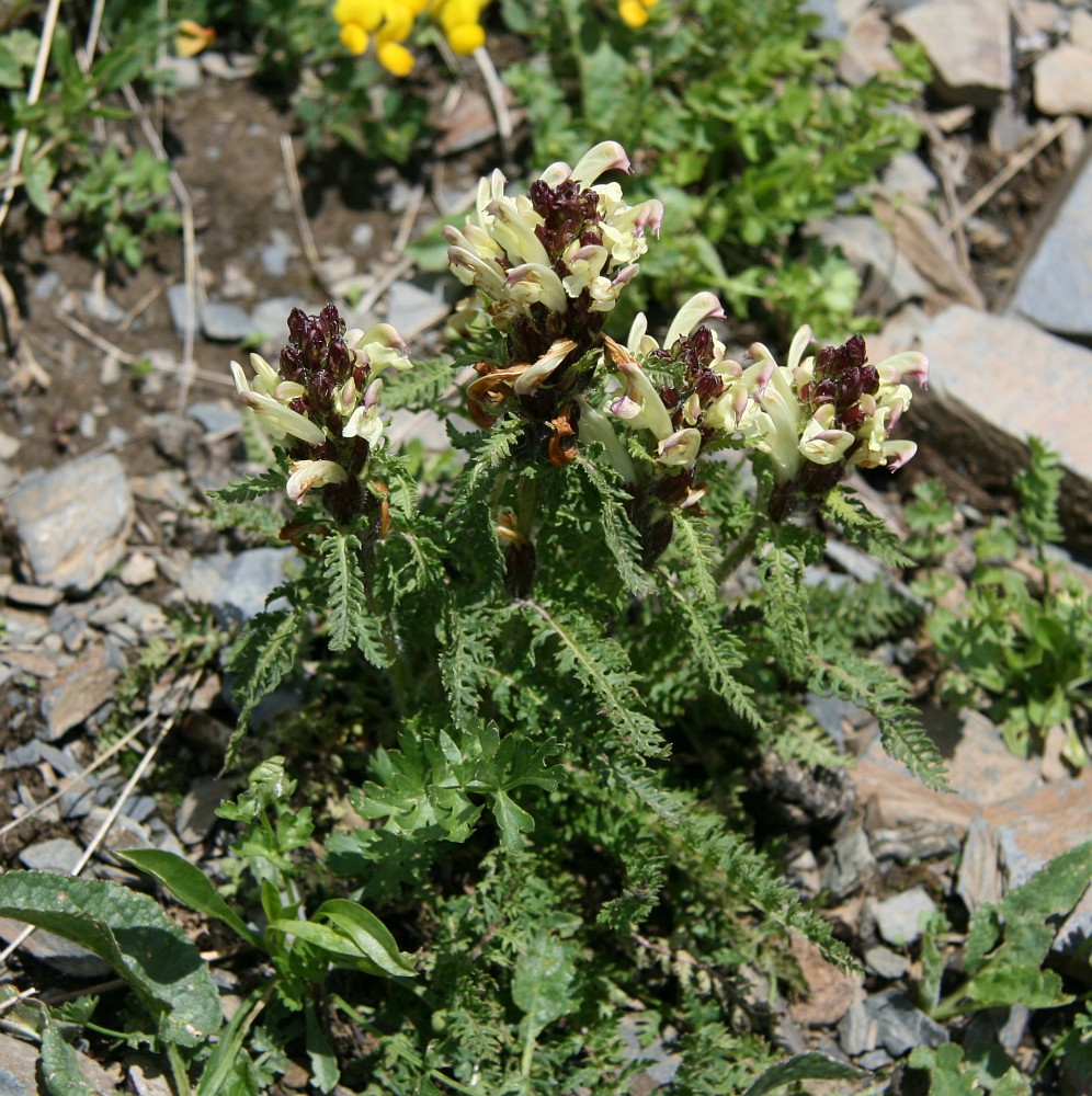 Image of Pedicularis chroorrhyncha specimen.