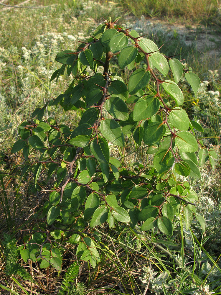 Image of Paliurus spina-christi specimen.