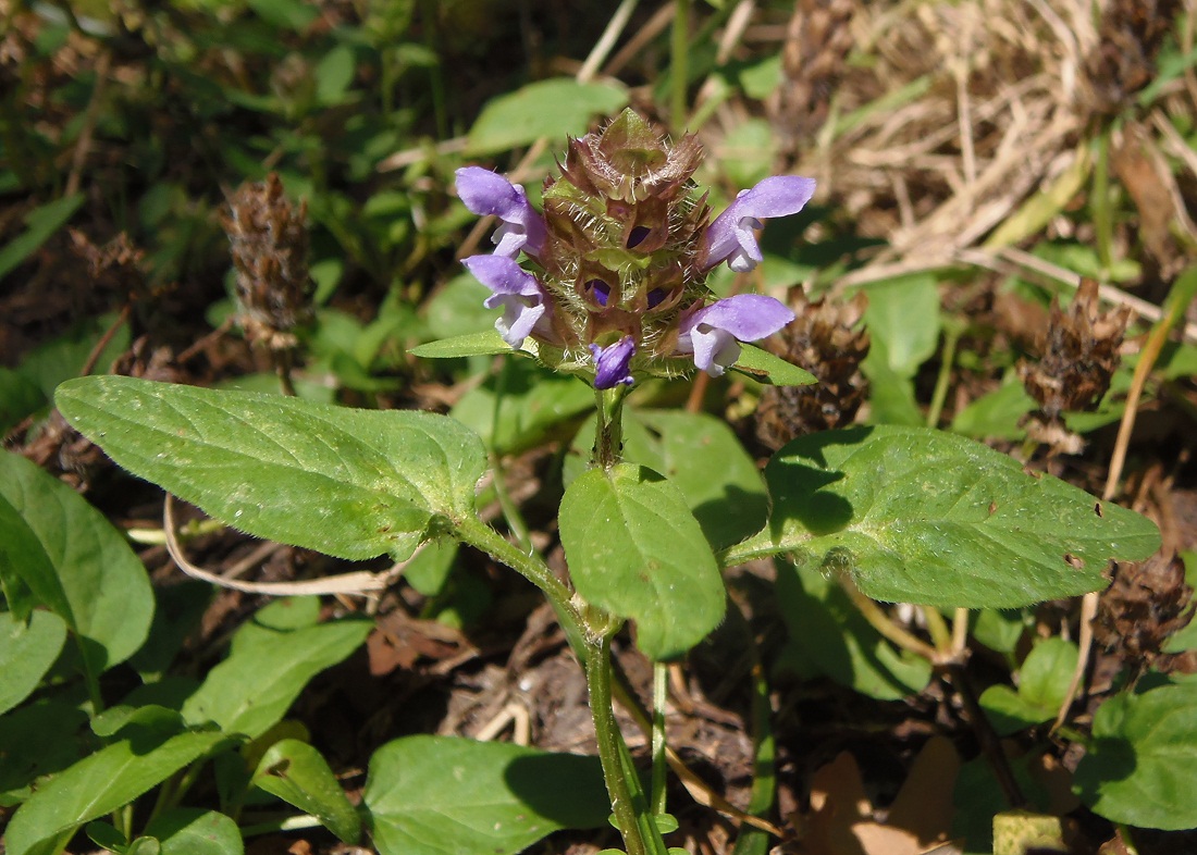 Image of Prunella vulgaris specimen.