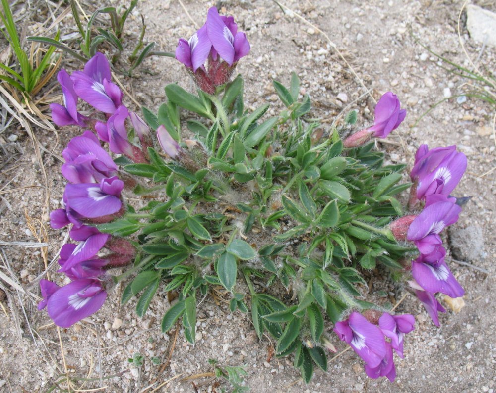 Изображение особи Oxytropis triphylla.