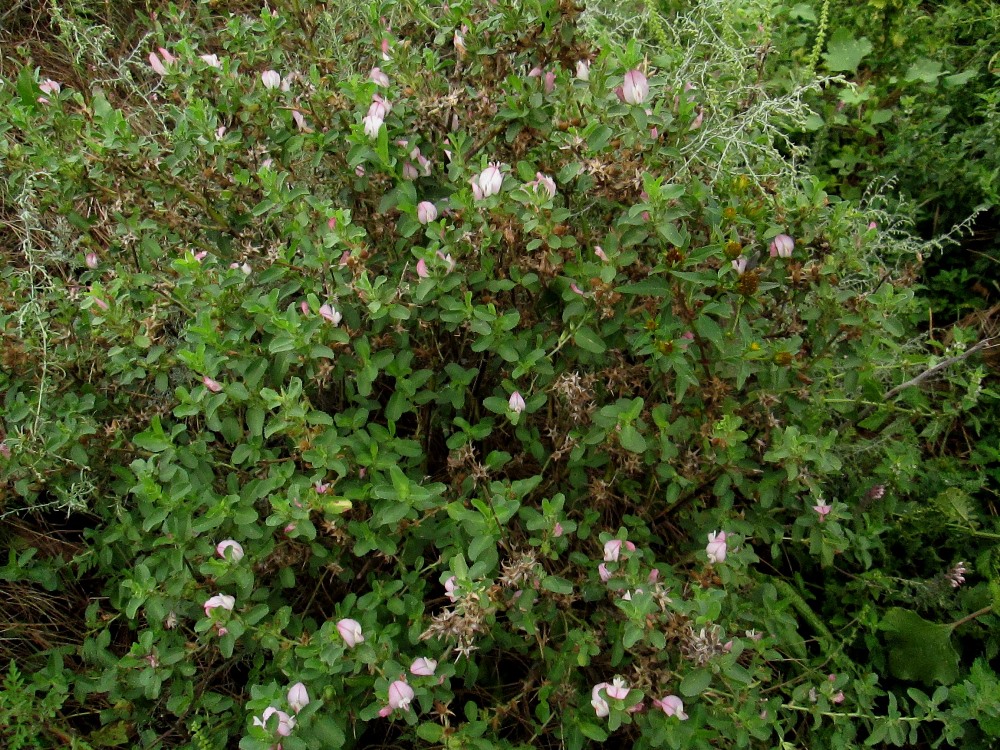 Image of Ononis arvensis specimen.