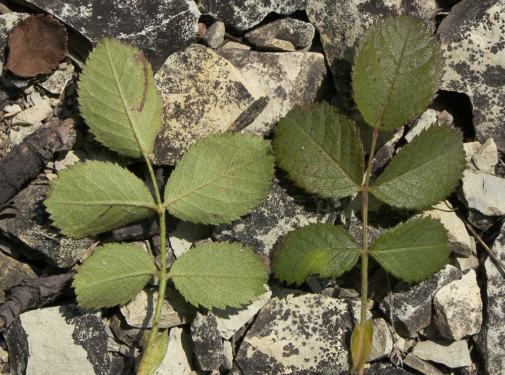 Image of Rosa gallica specimen.