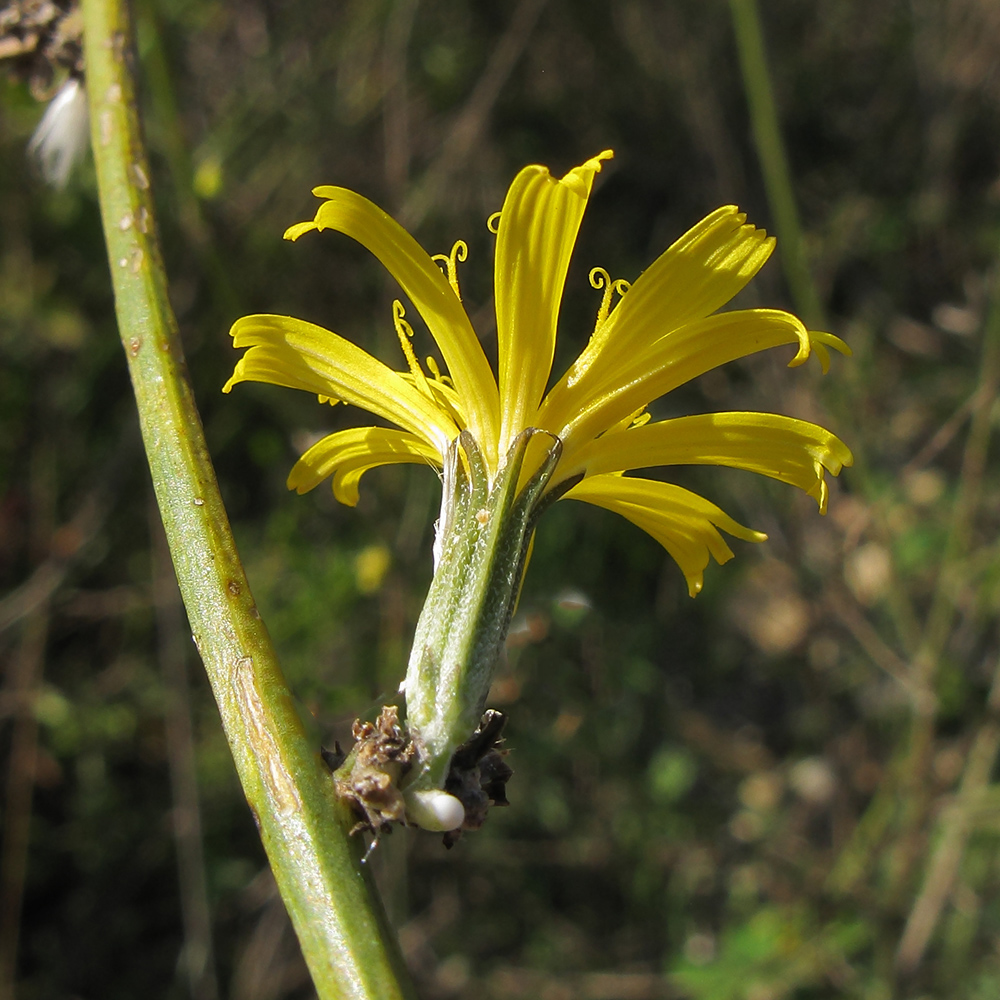 Image of Chondrilla juncea specimen.