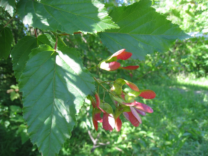 Image of Acer tataricum specimen.