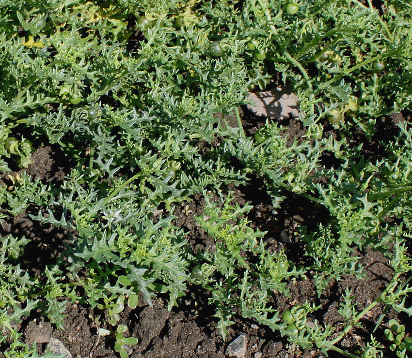 Image of Solanum triflorum specimen.