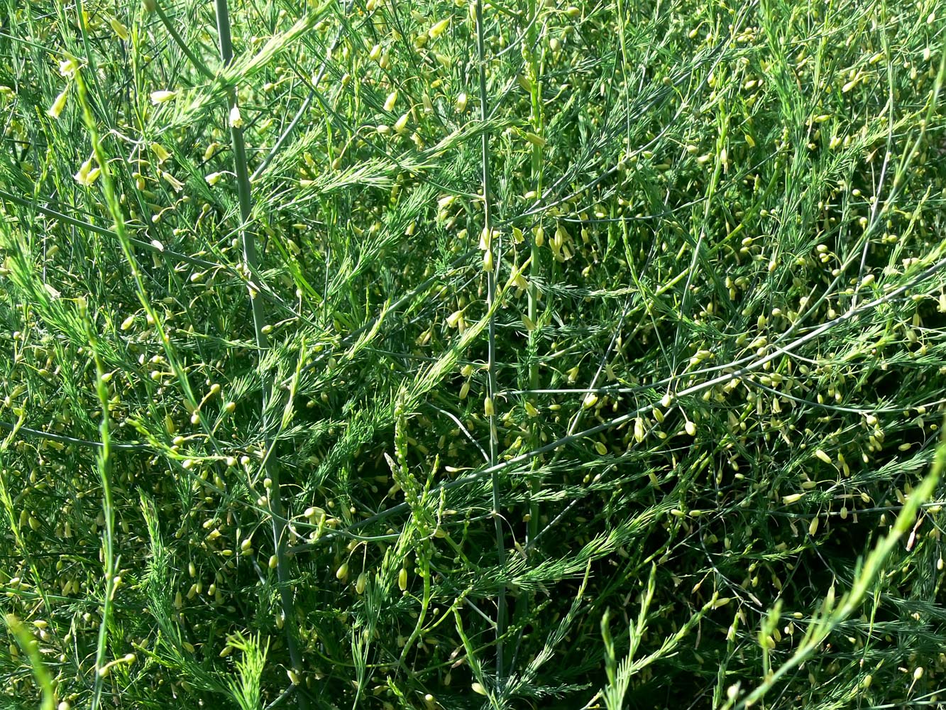 Image of Asparagus officinalis specimen.