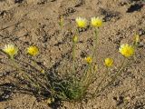 Malacothrix glabrata. Цветущее растение. США, Калифорния, Joshua Tree National Park. 19.02.2014.
