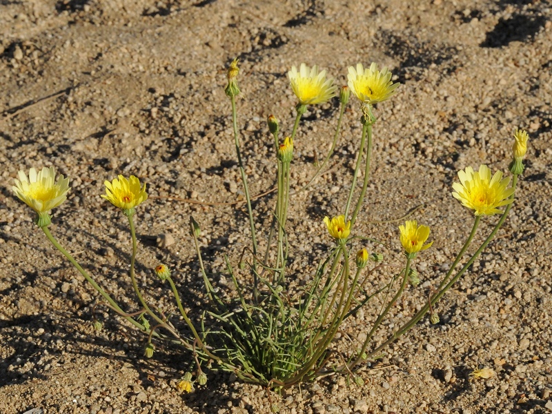 Image of Malacothrix glabrata specimen.