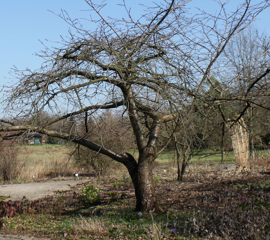 Изображение особи Prunus serrulata.