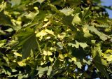 Acer platanoides. Верхушка ветви плодоносящего дерева. Московская обл., г. Железнодорожный. 17.08.2013.