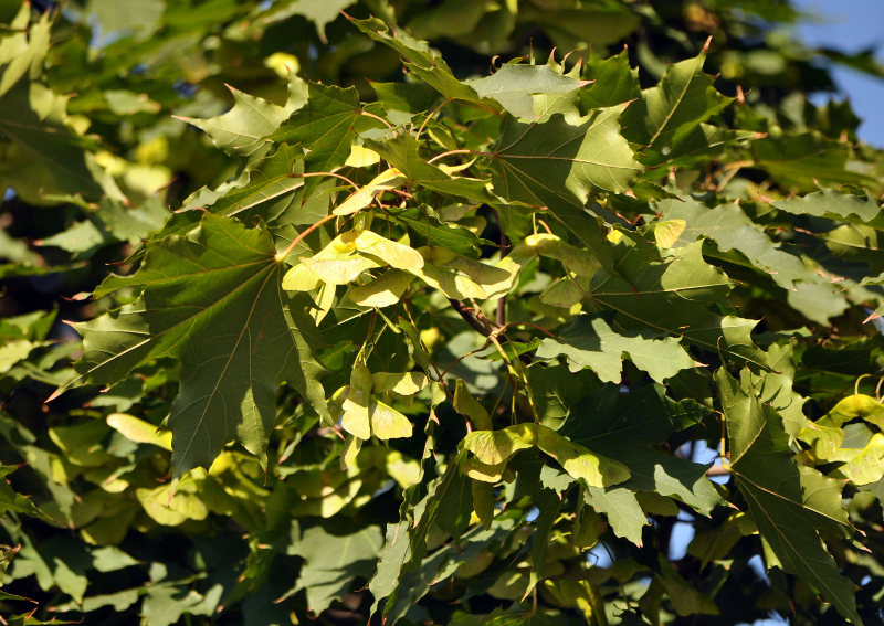 Image of Acer platanoides specimen.