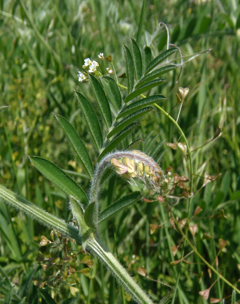 Image of Vicia villosa specimen.