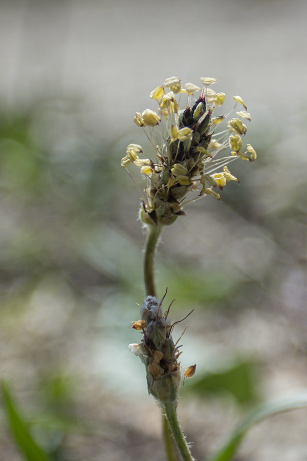 Image of Plantago lanceolata specimen.