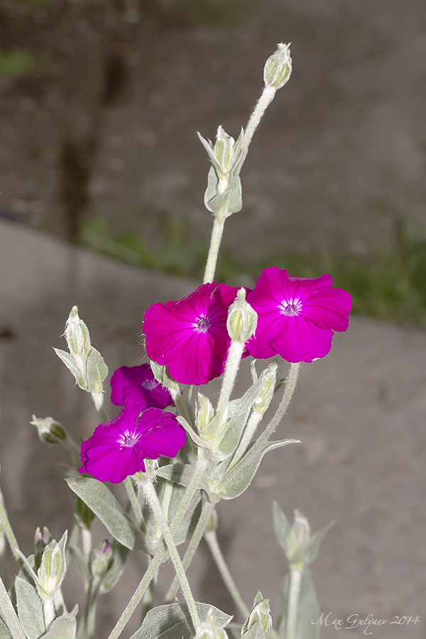 Image of Lychnis coronaria specimen.